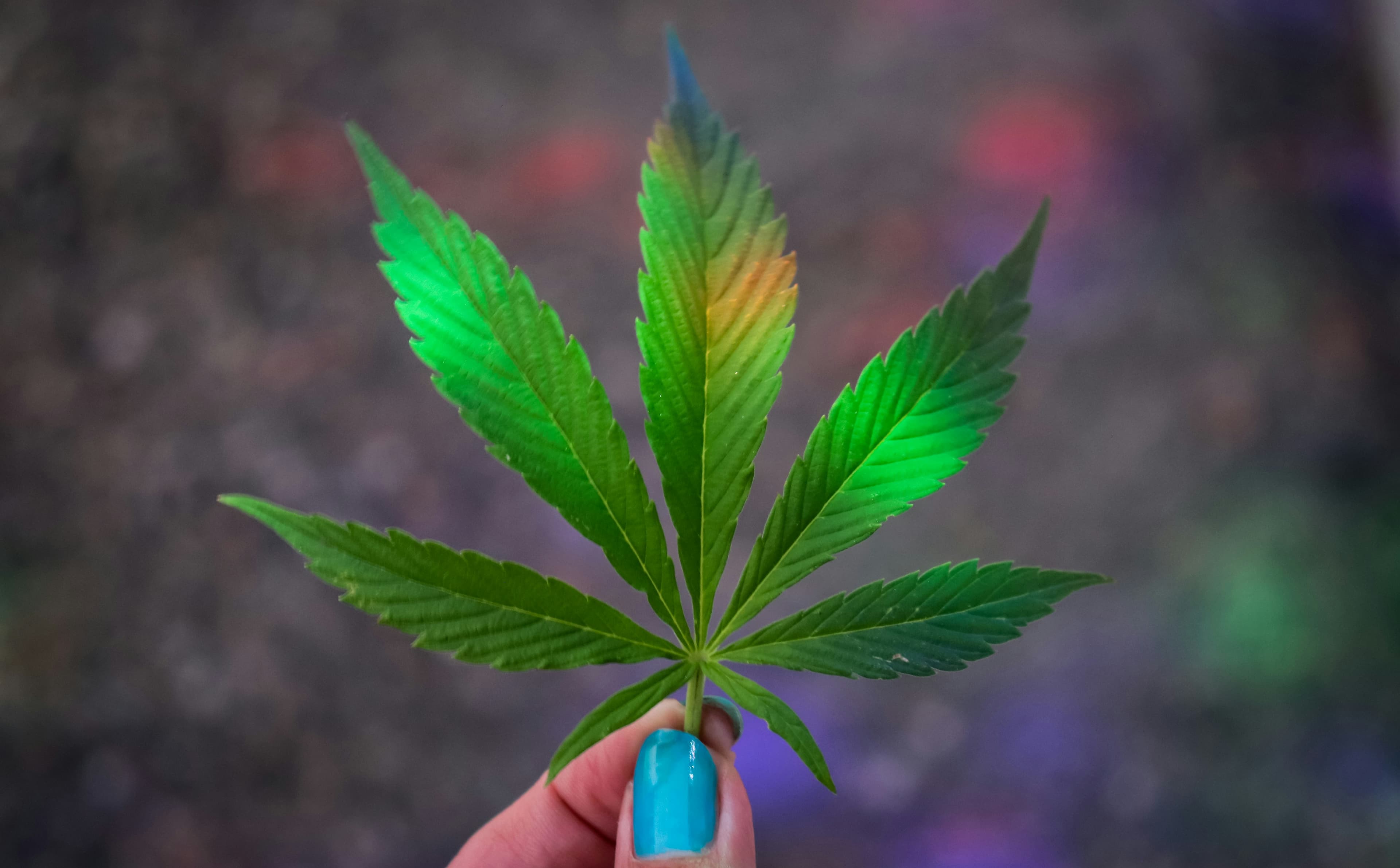 420 leaf